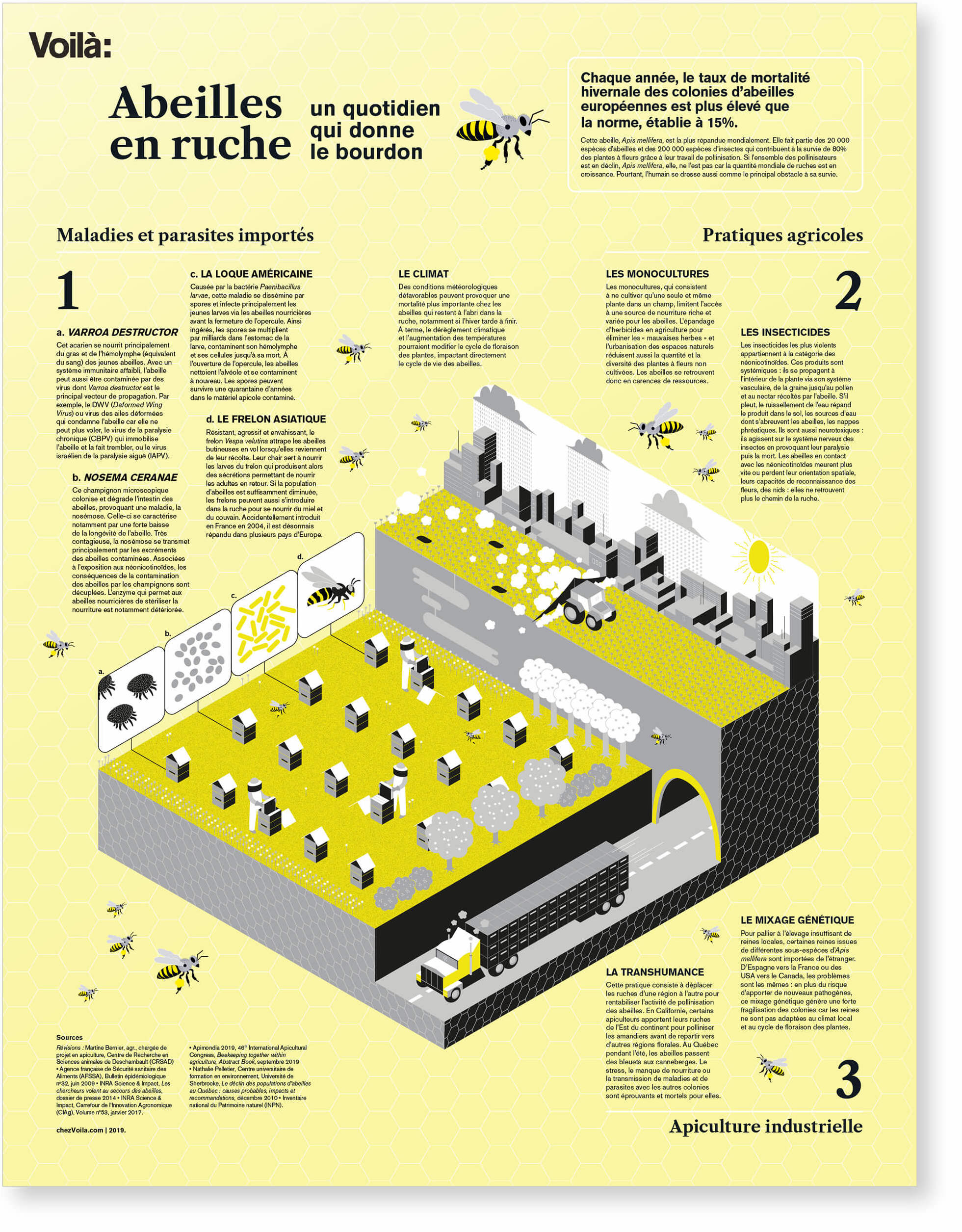 Infographie. Les abeilles, ouvrières agricoles infatigables et menacées
