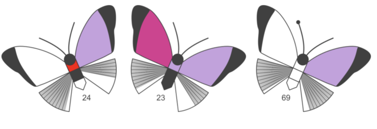 Three drawings of butterflies with shades of lilac, pink and red on their wings and bodies. Some lean to the left, some to the right.