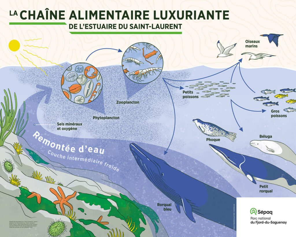 Le titre de l’image est: “La chaîne alimentaire luxuriante de l’estuaire du Saint-Laurent”. C’est une vue en coupe du fond marin, coloré en bleu. L’illustration présente la chaîne alimentaire globale dans la biodiversité sous-marine. À gauche en bas du panneau, un récif gris couvert d’algues vertes, d’oursins, d’anémones jaunes et d’étoiles de mers oranges est présenté. Le long de ce récif, une épaisse flèche bleue arrive des profondeurs de l’eau vers la surface. Elle représente la remontée d’eau de la couche intermédiaire froide. Cette eau contient de l’oxygène et des sels minéraux. Ces éléments servent à nourrir le phytoplancton, qui se développe aussi grâce à l’action des rayons du soleil, dessiné au-dessus de l’eau. Le phytoplancton est ensuite mangé par le zooplancton. Ces deux types de plancton sont représentés comme un épais nuage de points bleus à la surface de l’eau. Deux loupes pointées sur ce nuage permettent de voir à quoi ressemblent le zooplancton et le phytoplancton de près. Des flèches dans l’illustration montrent que le zooplancton est ingéré par le grand rorqual bleu, représenté en bleu au bas du panneau, mais aussi par les petits poissons et par les oiseaux marins, dont on voit 3 spécimens voler au-dessus de l’eau. Les petits poissons, quant à eux, sont aussi mangés par les oiseaux marins mais également par les plus gros poissons à droite du panneau, et par le phoque commun, le béluga et le petit rorqual, tous 3 dessinés aux côtés du rorqual bleu. Une dernière flèche pointe le fait que les oiseaux marins se nourrissent aussi des gros poissons.